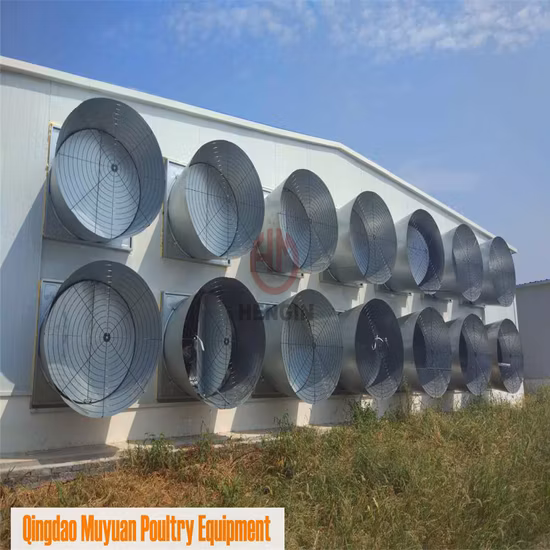 Design dal layout moderno, struttura in acciaio, gabbia per galline a strati, fattoria per pollame da carne