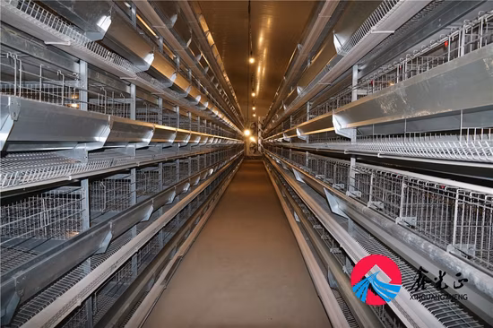 Casa per polli da carne con struttura in acciaio con struttura in acciaio zincato a caldo